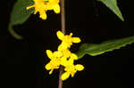 Wreath goldenrod